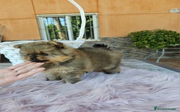 Pomerania perros en venta: Lulú de pomerania miniatura  - Imagen 11
