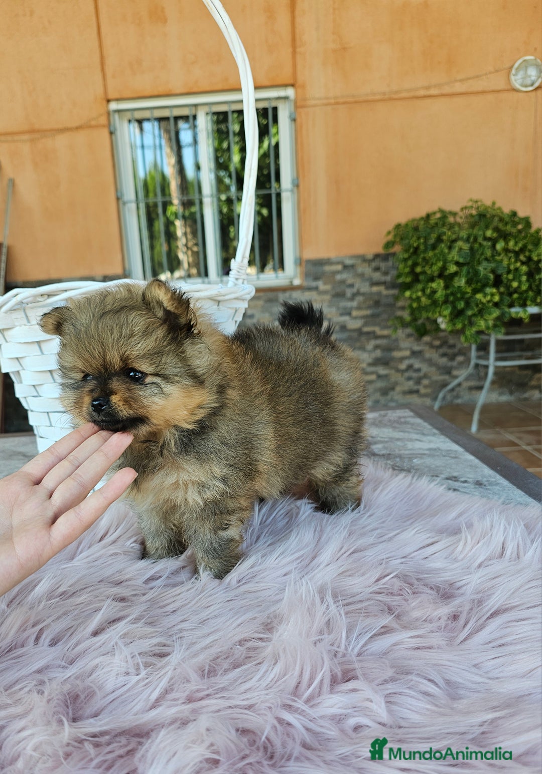 Pomerania perros en venta: Lulú de pomerania miniatura  - Imagen 11