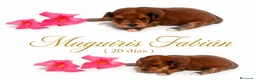 Bichón Habanero perros en venta: Muguiris Fabián  - Anuncio 2