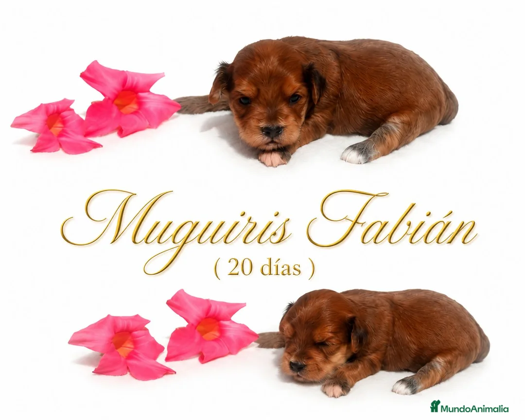 Bichón Habanero perros en venta: Muguiris Fabián  - Anuncio 2