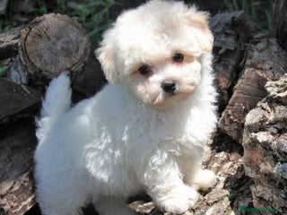 Bichón Maltés perros BICHÓN MALTES - Anuncio 2