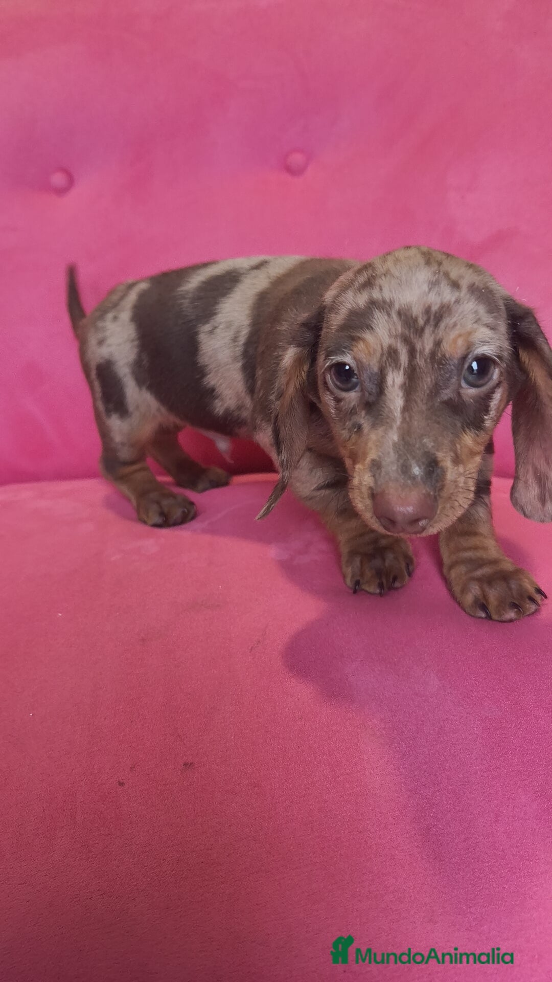 Teckel Miniatura perros en venta: Teckel mini arlequín macho - Anuncio 4