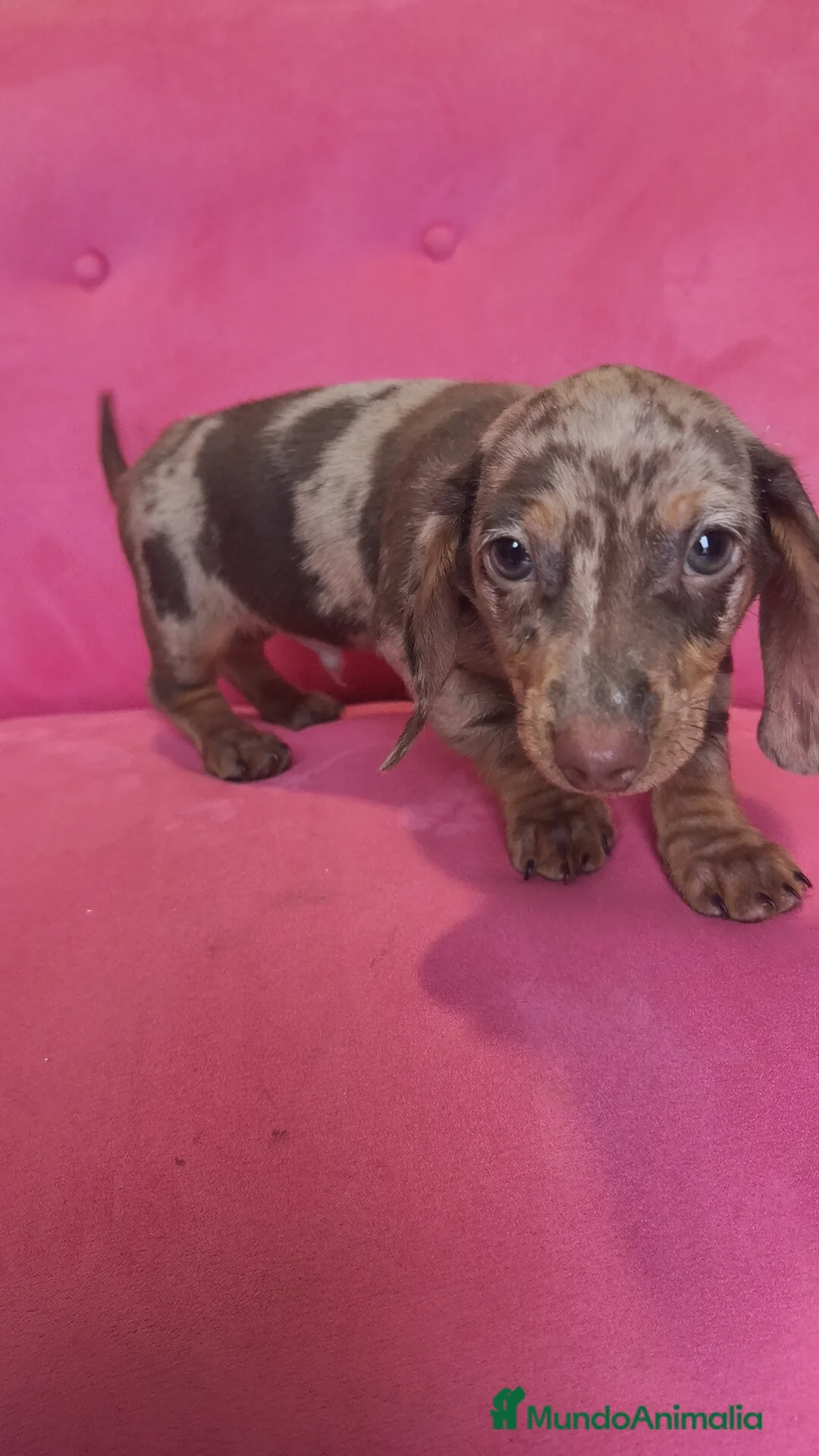 Teckel Miniatura perros en venta: Teckel mini arlequín macho - Anuncio 4