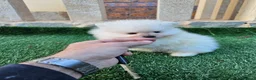 Pomerania perros en venta: Cachorritos mini toy Pomerania - Anuncio 5
