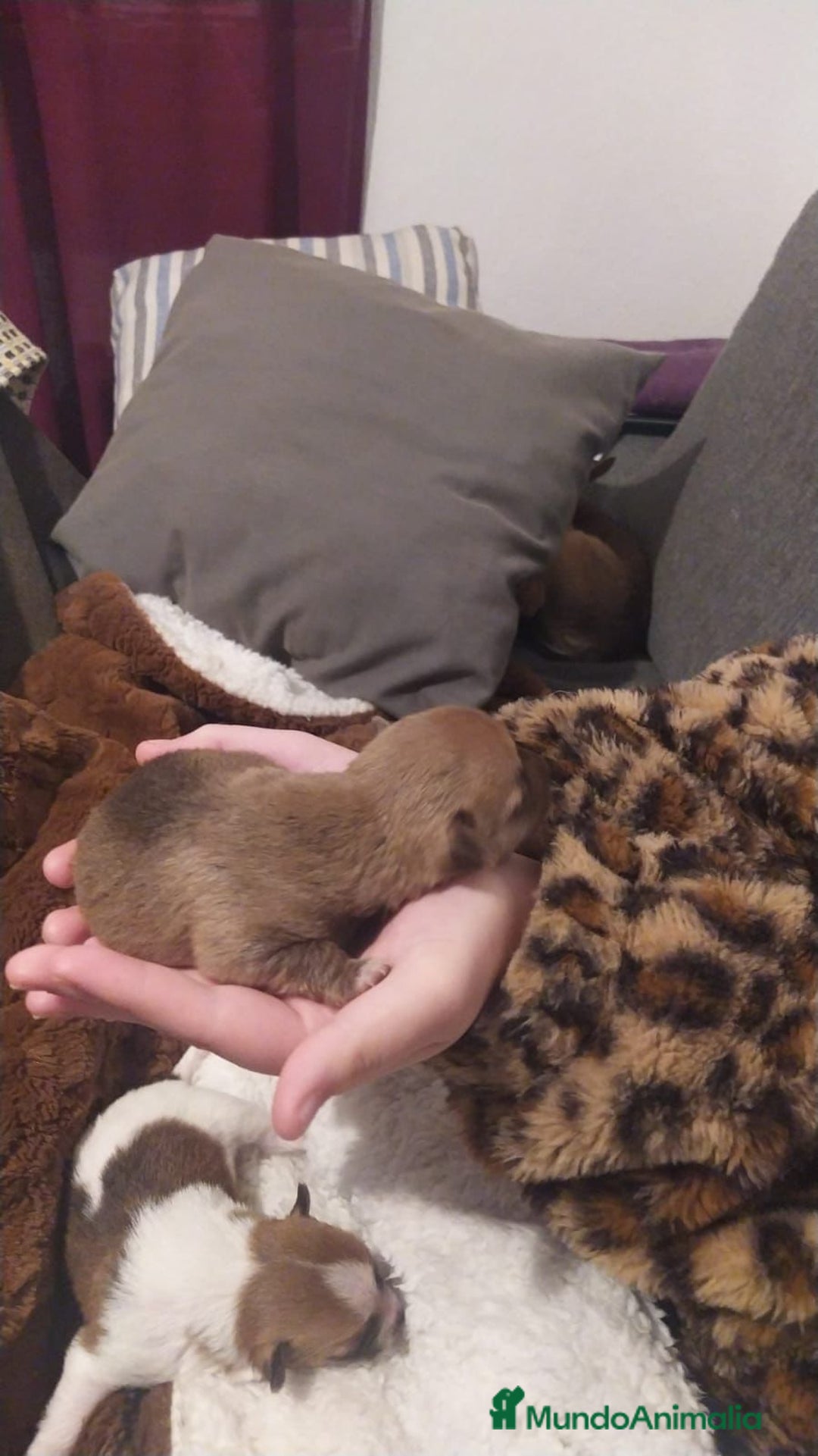 Chihuahua perros en venta: Chihuahua toy - Anuncio 3