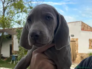 Weimaraner perros BRACO DE WEIMAR - Anuncio 2