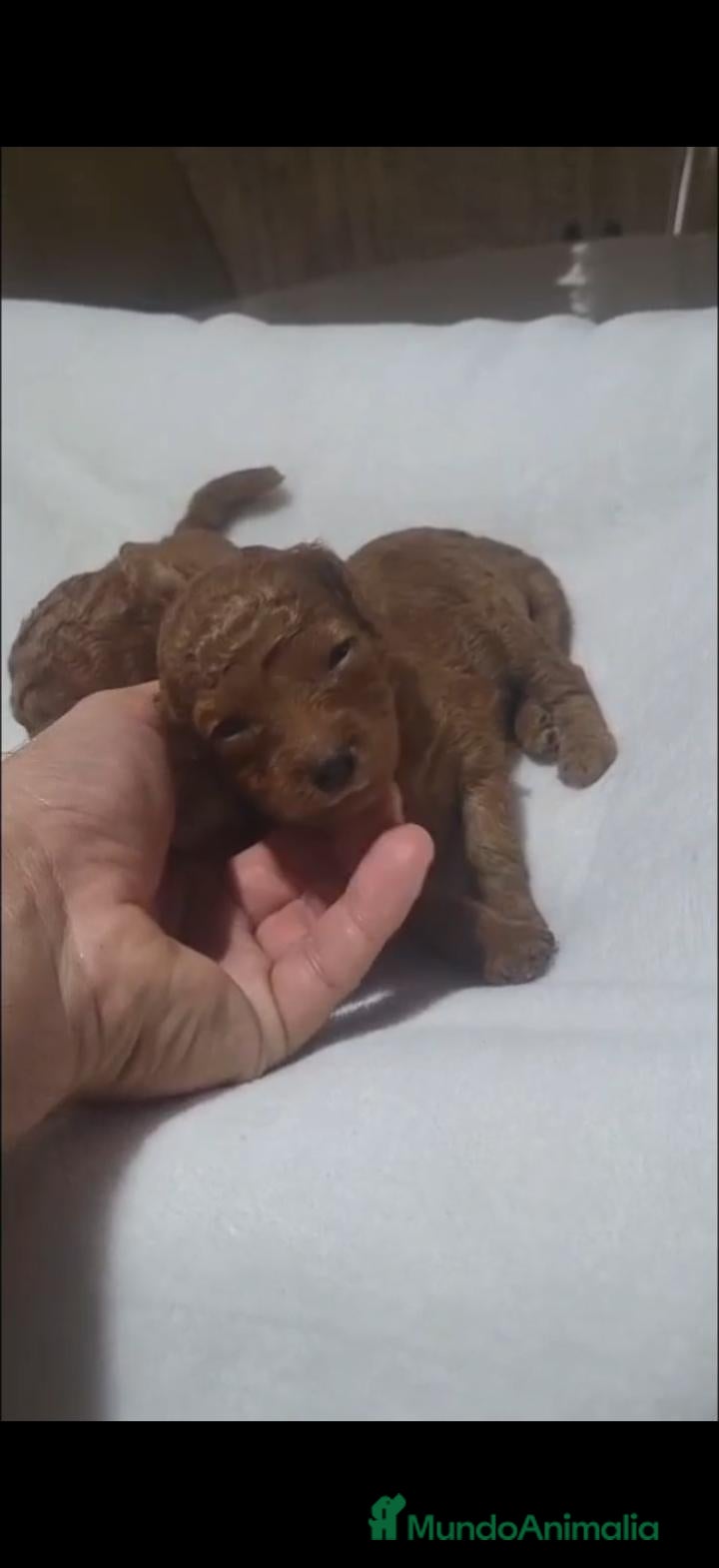 Caniche Toy perros Caniche - Anuncio 1