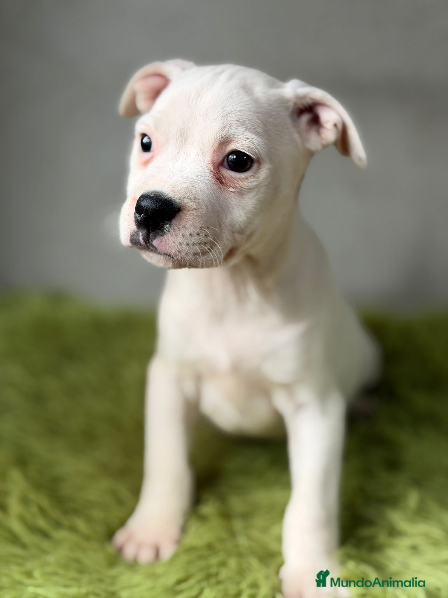 American Staffordshire-Terrier perros STANFORSHIRE BULL DISPONIBLES - Anuncio 2