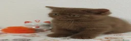 Británico de Pelo Corto gatos en venta: Gatito British Shorthair cinnamon  - Anuncio 3