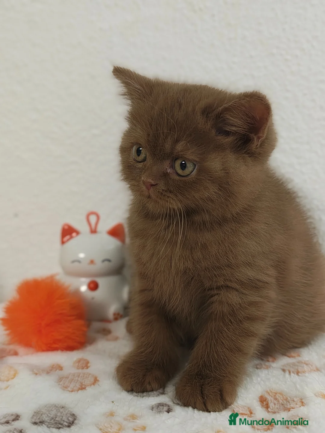 Británico de Pelo Corto gatos en venta: Gatito British Shorthair cinnamon  - Anuncio 3