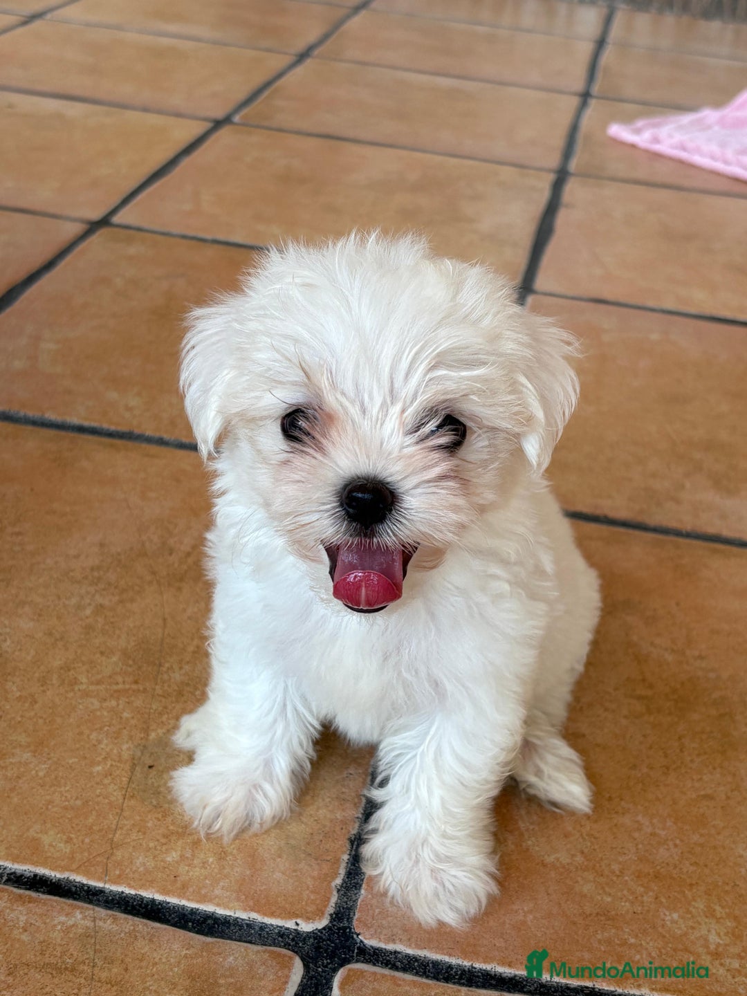 Bichón Maltés perros en venta: BICHÓN MALTÉS  - Imagen 3