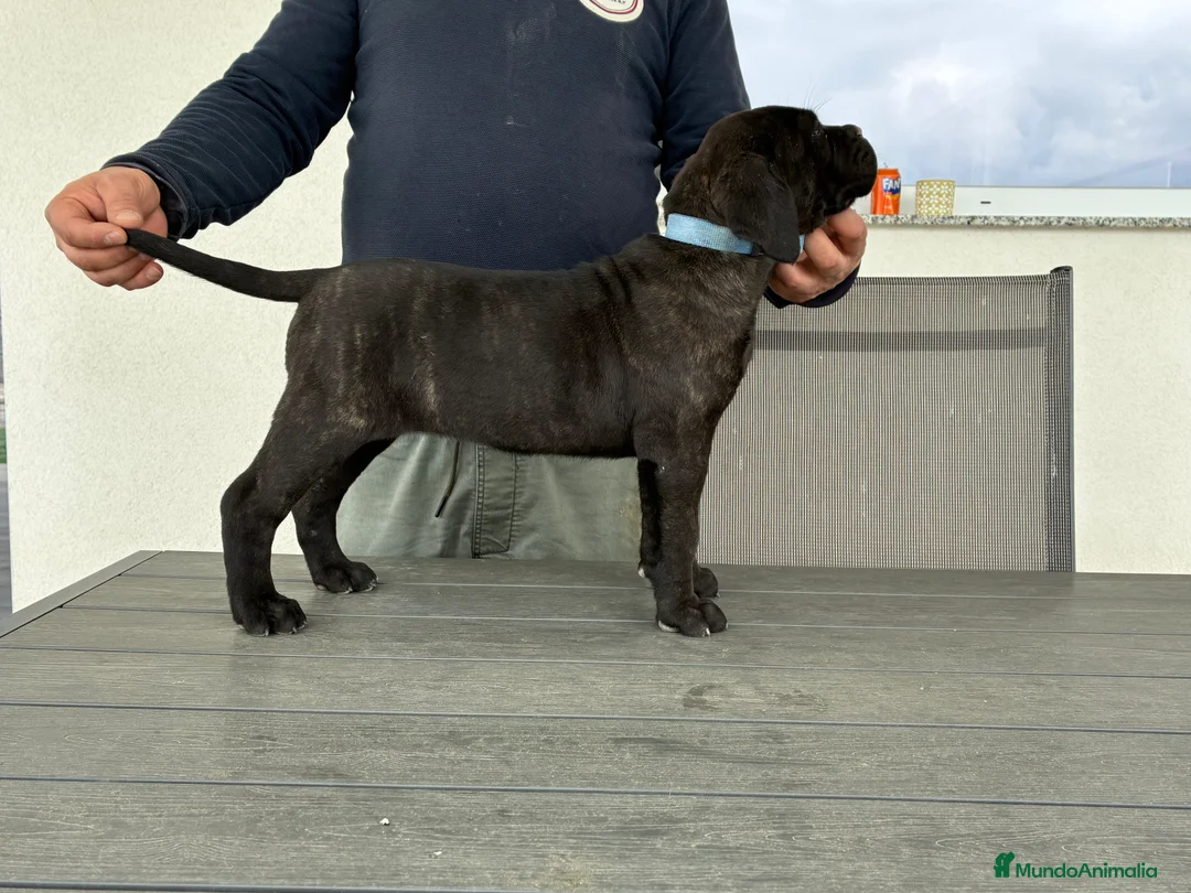 Cane Corso perros en venta: Cachorra cane corso  - Anuncio 5