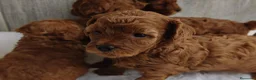 Caniche Toy perros en venta: CANICHE TOY - Anuncio 4