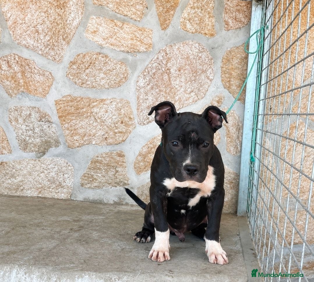 American Pit Bull Terrier perros American pit bull terrier black - Anuncio 1