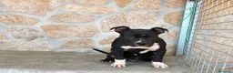American Pit Bull Terrier perros en venta: American pit bull terrier black - Anuncio 1