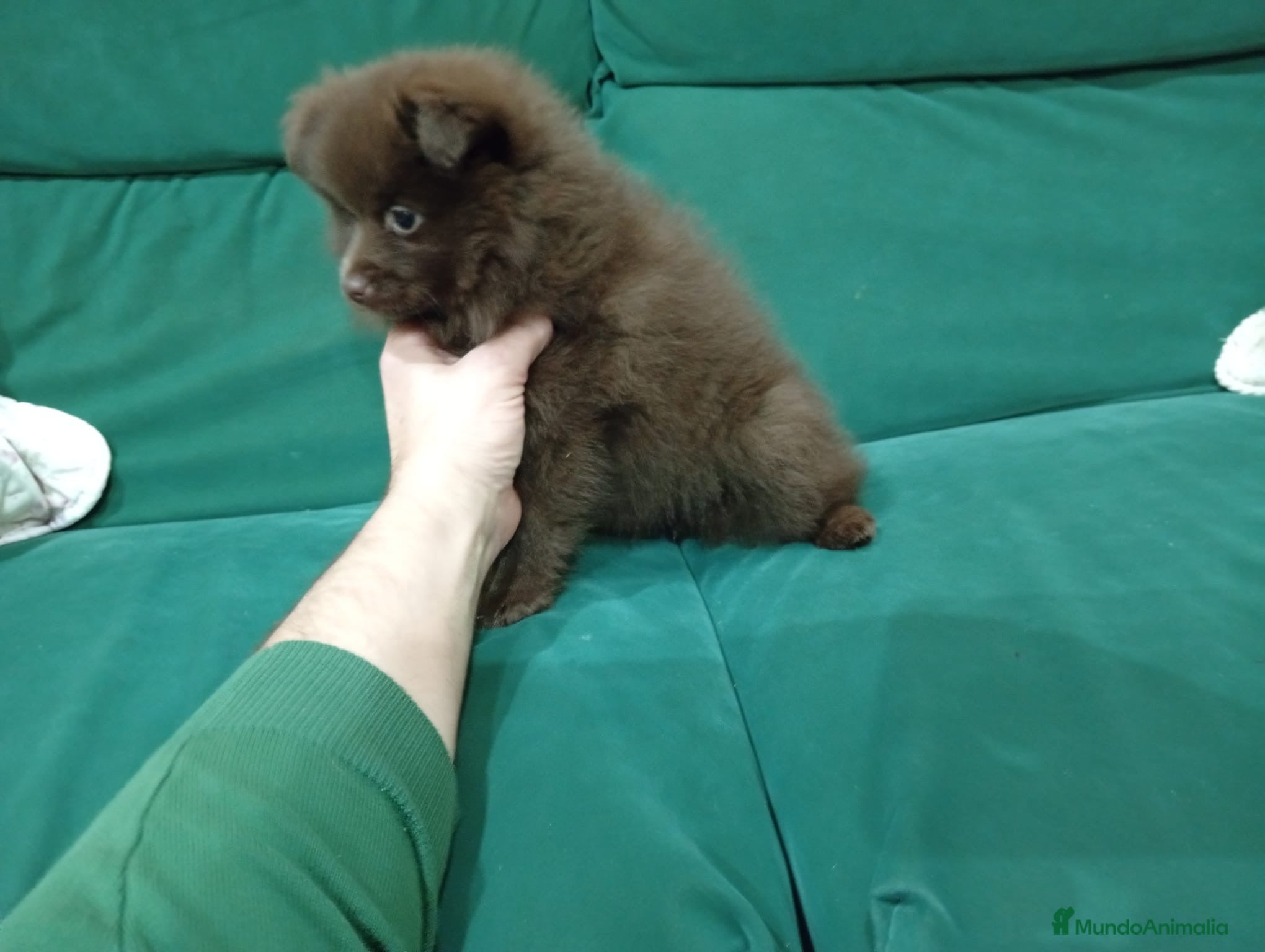 Pomerania perros Pomerania hembra  - Anuncio 2