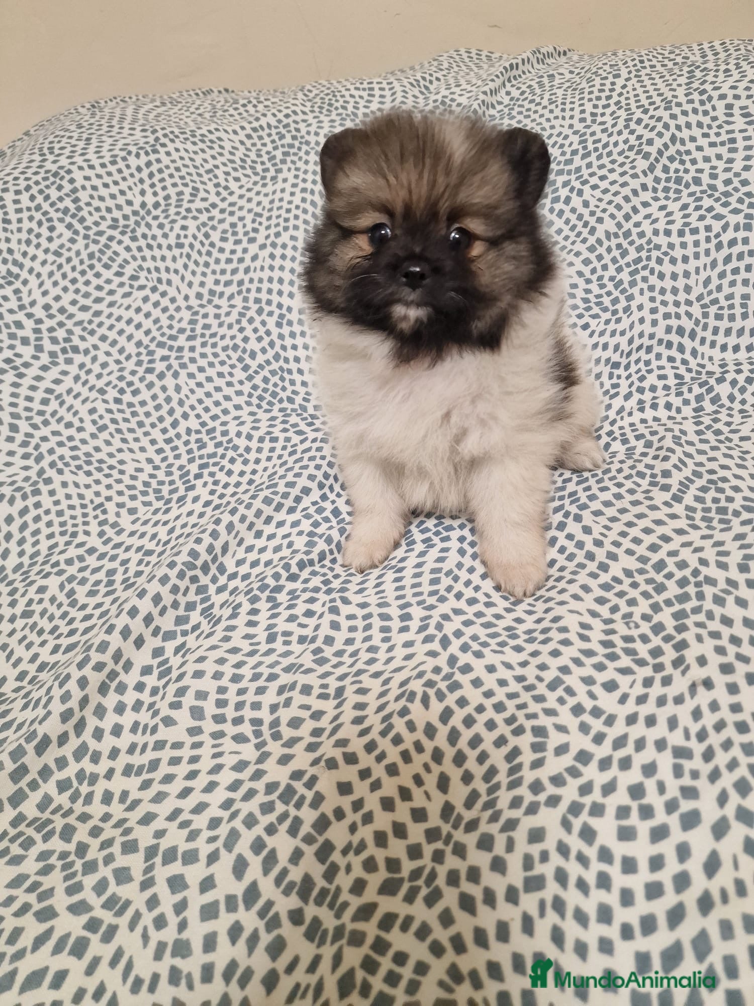 Pomerania perros Cachorritos pomerania en Murcia - Anuncio 36