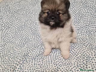 Pomerania perros Cachorritos pomerania en Murcia - Anuncio 30