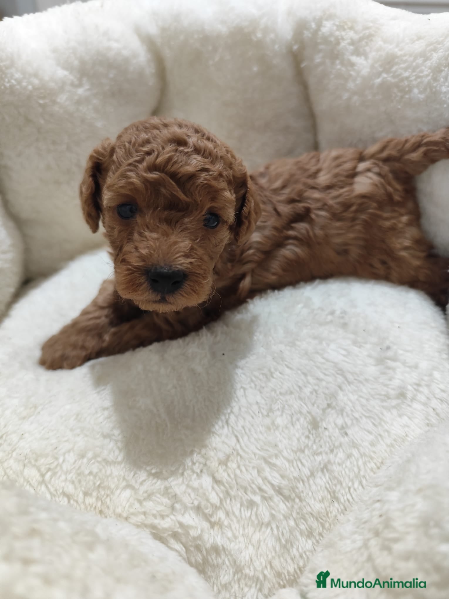 Caniche Toy perros en venta: Caniche Toy - Anuncio 10