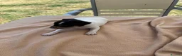 Ratonero Bodeguero Andaluz perros en venta: Cachorros bodeguero - Anuncio 3