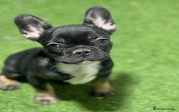 Bulldog Francés perros en venta: BULLDOG FRANCÉS - Imagen 1