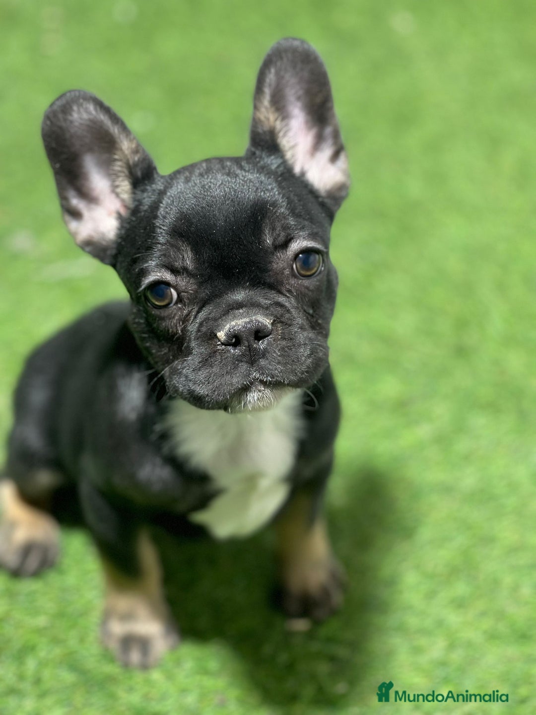 Bulldog Francés perros en venta: BULLDOG FRANCÉS - Imagen 1