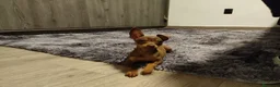 Pinscher Miniatura perros en venta: Pinscher toy !  - Anuncio 3