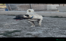 Pastor de Asia Central perros en venta: Kangal turco 1 año - Imagen 2
