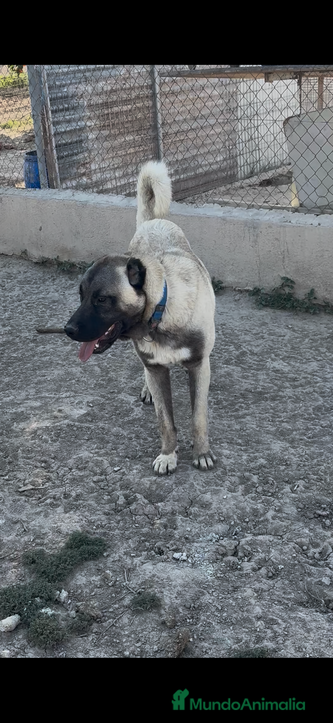 Pastor de Asia Central perros en venta: Kangal turco 1 año - Imagen 2