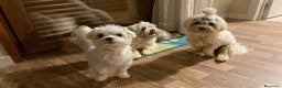 Bichón Maltés perros en venta: Bichón Maltes Toy en Madrid - Anuncio 3