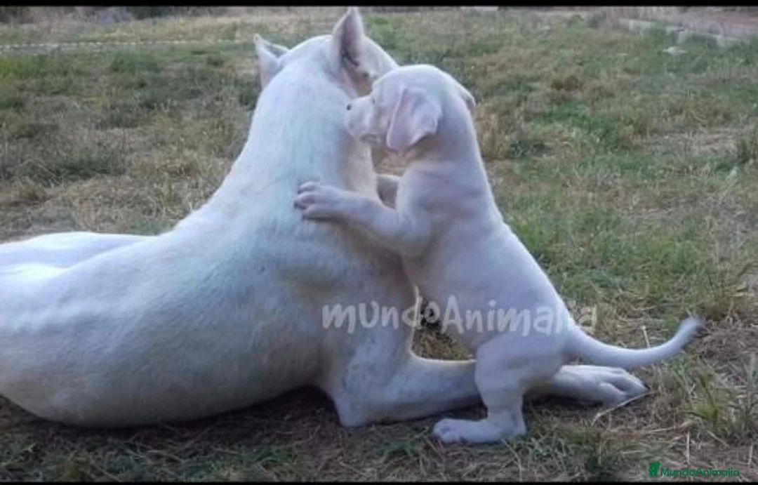 Imagen de galería {{count}}