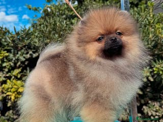 Pomerania perros POMERANIA SUPER CALIDAD. en Málaga - Anuncio 10