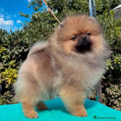 Pomerania perros en Málaga - Anuncio 7