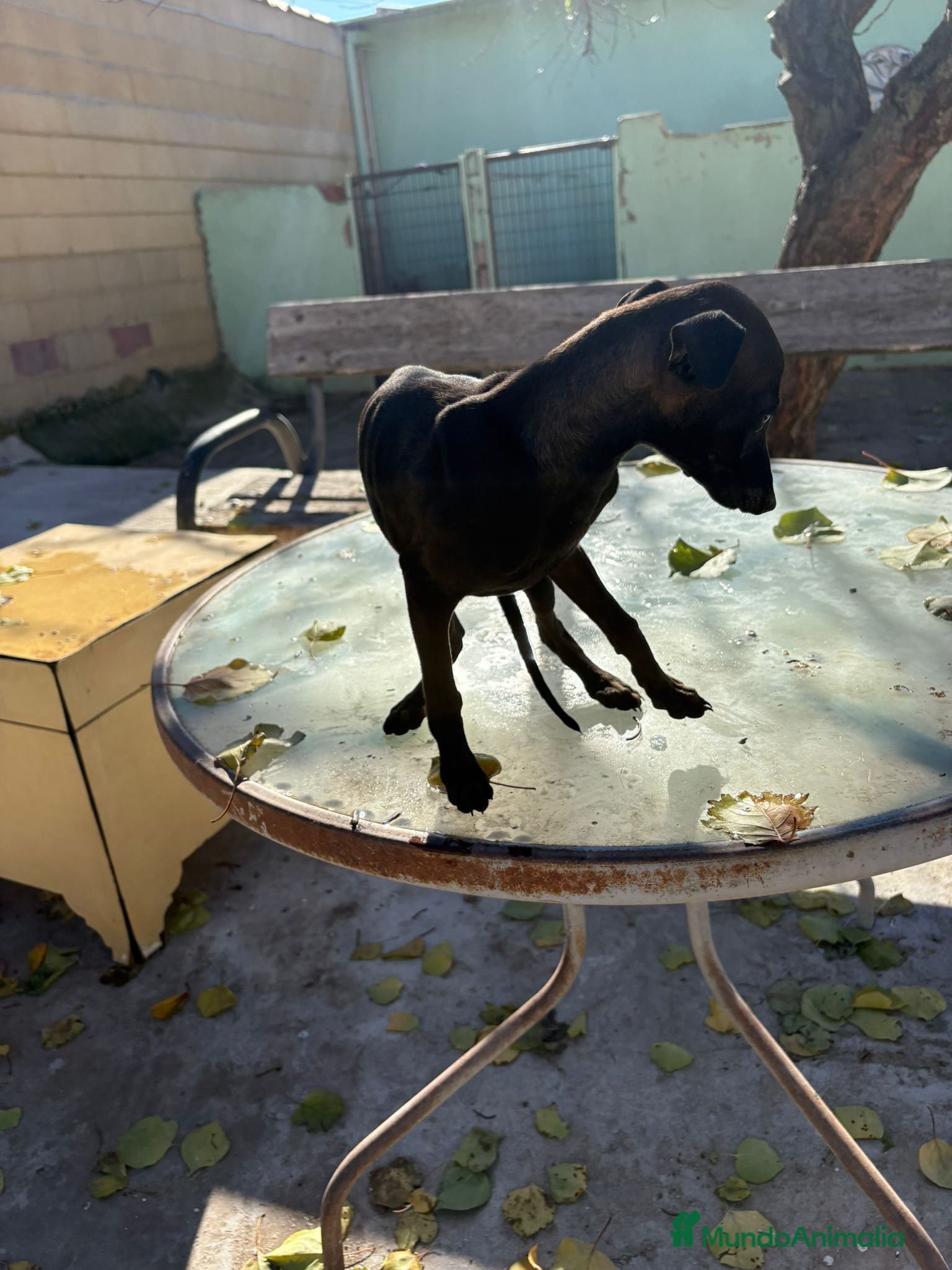 Pequeño Lebrel Italiano perros Pequeño lebrel italiano piccolo - Anuncio 2