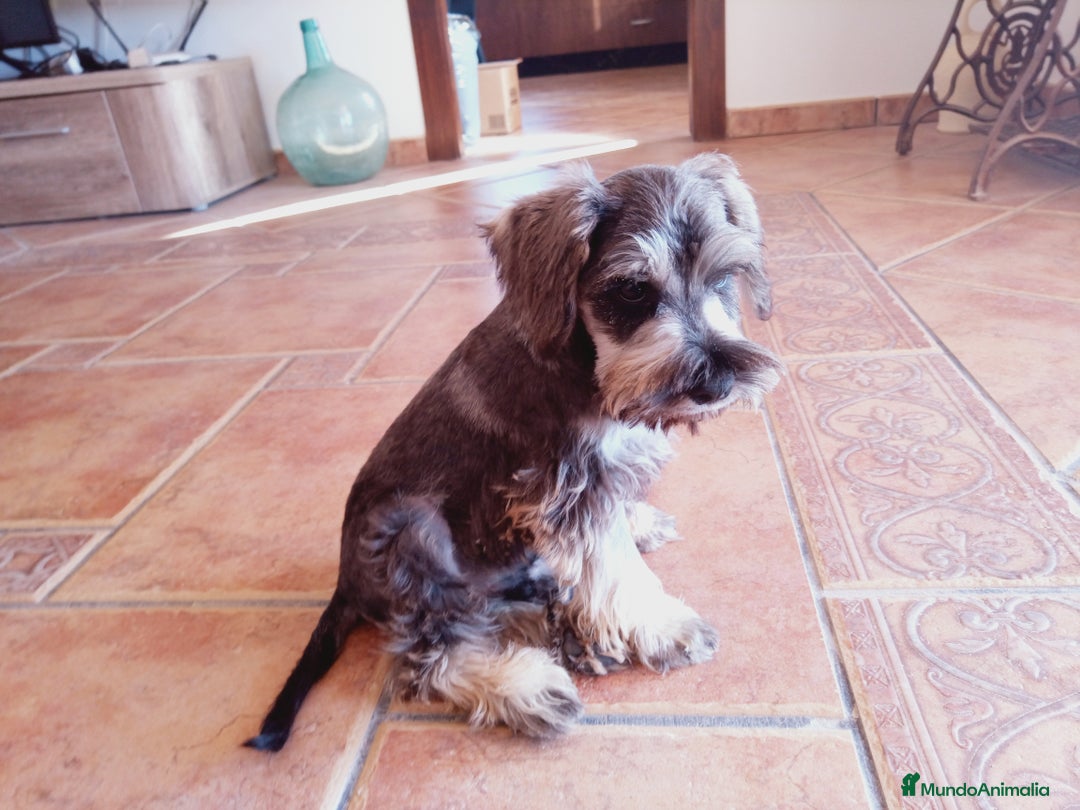 Schnauzer Miniatura perros en venta: Hembrita de Schnauzer negro/plata  - Anuncio 3