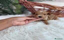 Caniche Toy perros en venta: CANICHE TOY MACHO - Imagen 8