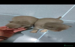 Chihuahua perros en venta: Chihuahua blue machos  - Imagen 4
