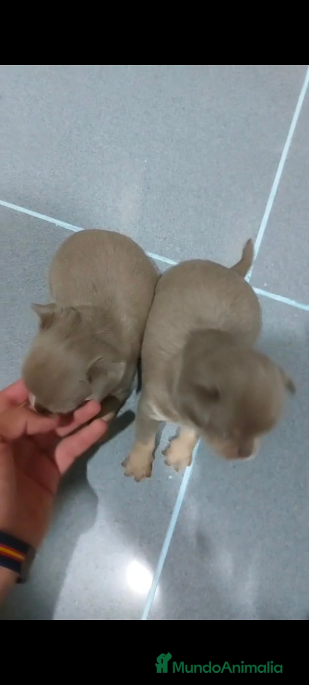 Chihuahua perros en venta: Chihuahua blue machos  - Imagen 4