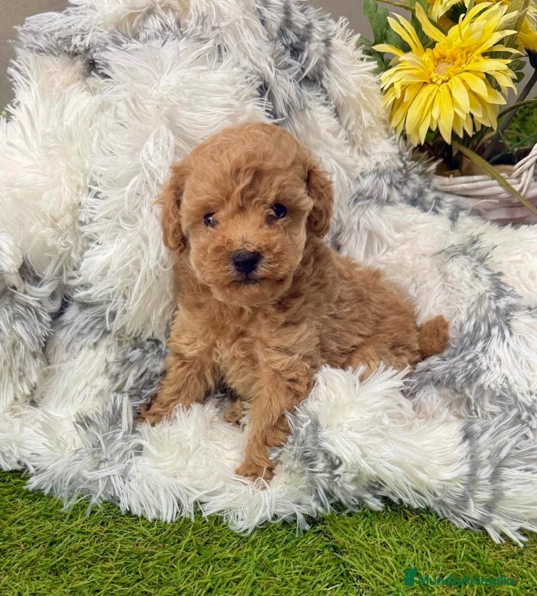 Caniche Toy perros en venta: Caniche Toy tacita de té muy pequeñita!! - Anuncio 1