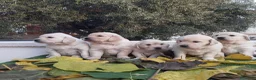 Golden Retriever perros en venta: Gran Camada de Golden Retriever - Anuncio 1