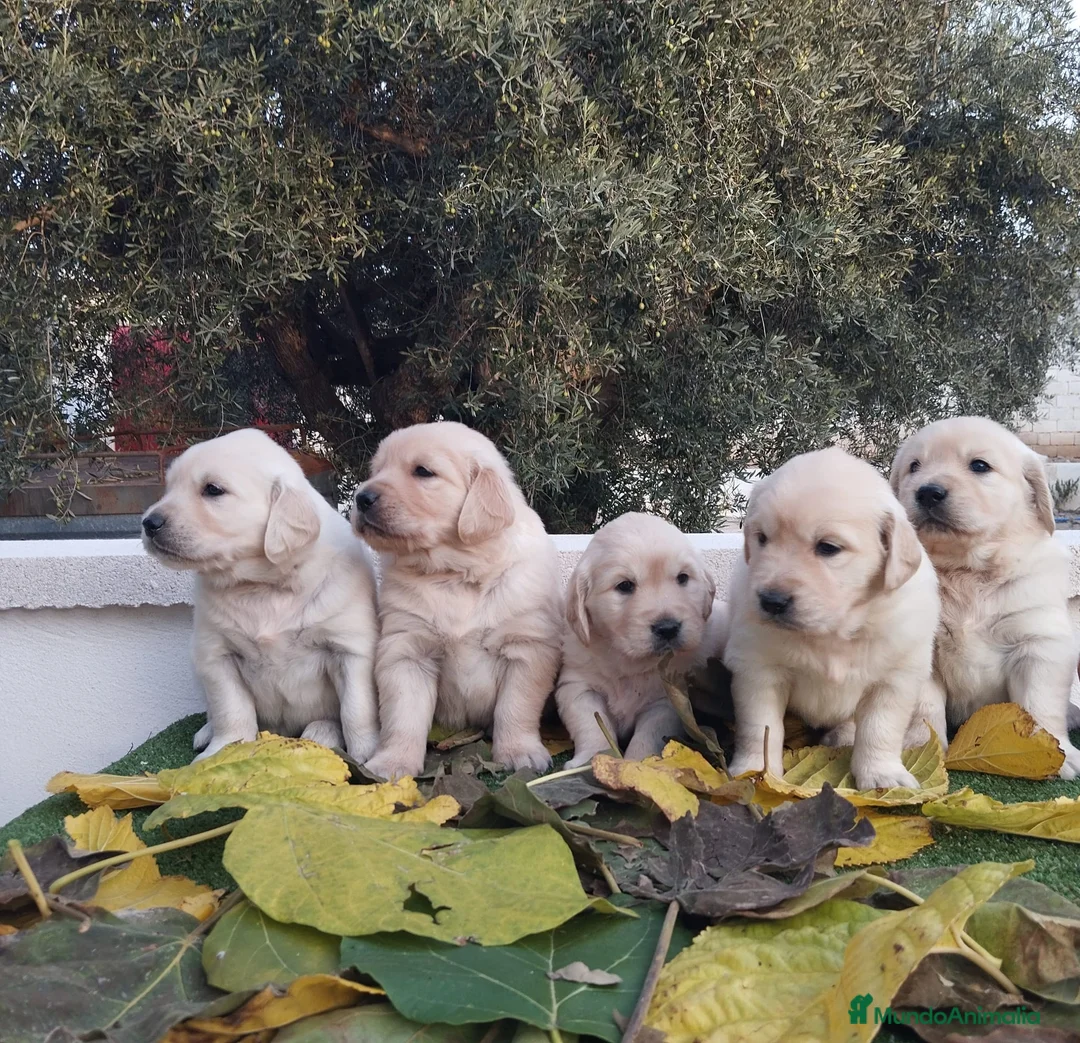 Golden Retriever perros en venta: Gran Camada de Golden Retriever - Anuncio 1