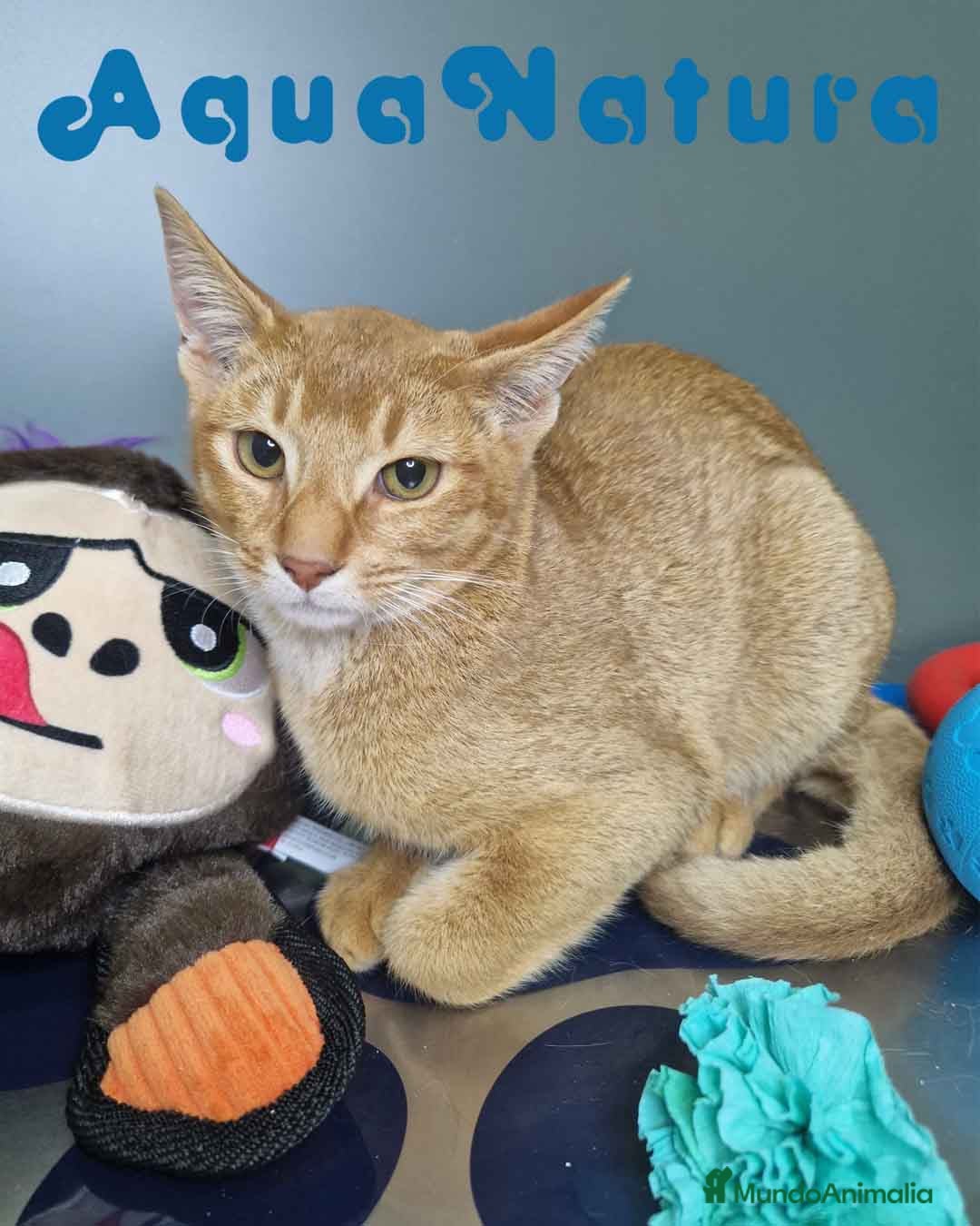 Abisinio gatos Abisinio Macho de Santa 1931 AQUANATURA - Anuncio 1