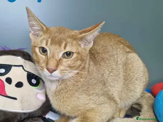 Abisinio gatos Abisinio Macho de Santa 1931 AQUANATURA - Anuncio 1