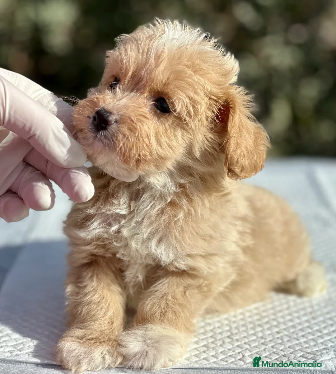 Maltipoo perros en venta: MALTIPOO TOY MACHO DISPONIBLES en Barcelona - Anuncio 2