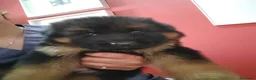 Pastor Alemán perros en venta: Último Cachorro  disponinle!! - Anuncio 3