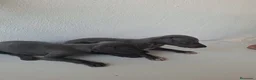 Whippet perros en venta: Cachorros de Whippet - Anuncio 8