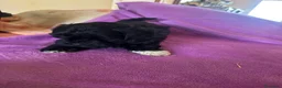 Maltipom perros en venta: Maltipoo macho minin - Anuncio 2