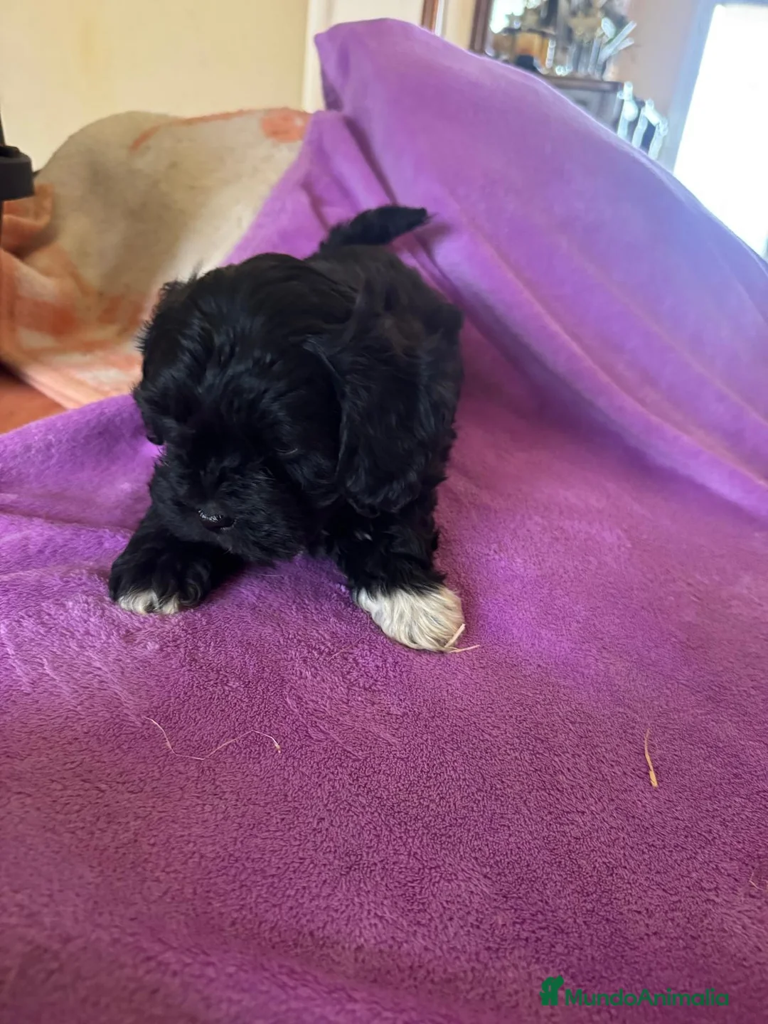Maltipom perros en venta: Maltipoo macho minin - Anuncio 2
