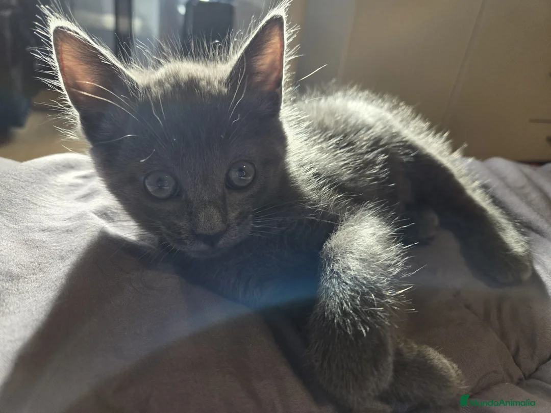 Azul Ruso gatos en venta: Azul ruso  - Anuncio 3