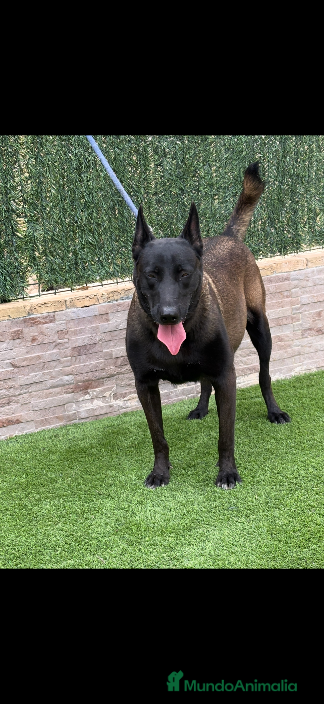 Pastor Belga Malinois perros Cachorros de Malinois carbonados  - Anuncio 1